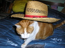 LES CHATS
