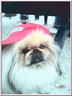 PEKINOIS