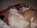 TENDRESSE