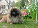 O' PRECIEUSE en 2004