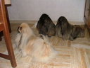 UPS et O'PRECIEUSE en 2005