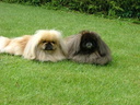 UGGY et O'PRECIEUSE en 2007