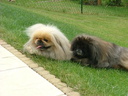 O'Précieuse et Uggy en 2009