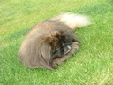 O'Précieuse en 2009