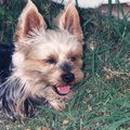 Titou