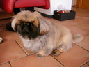 FROUFROU
