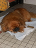 PEKINOIS