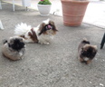 PEKINOIS